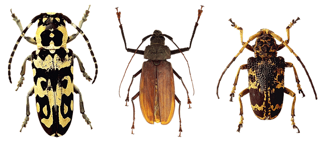 Type of Beetles Found in Houses & How to Identify Them – Earthkind