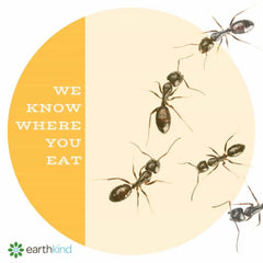 Ants Attack Florida Beach