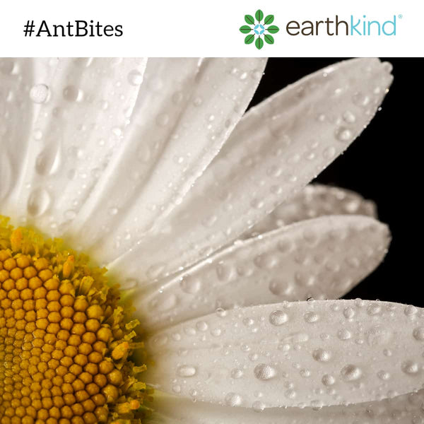 Natural Scents & Quick Tricks to Repel Ants