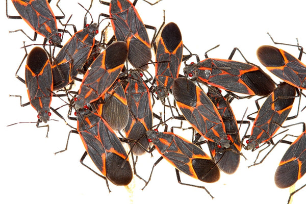 Photo of Boxelder Bugs