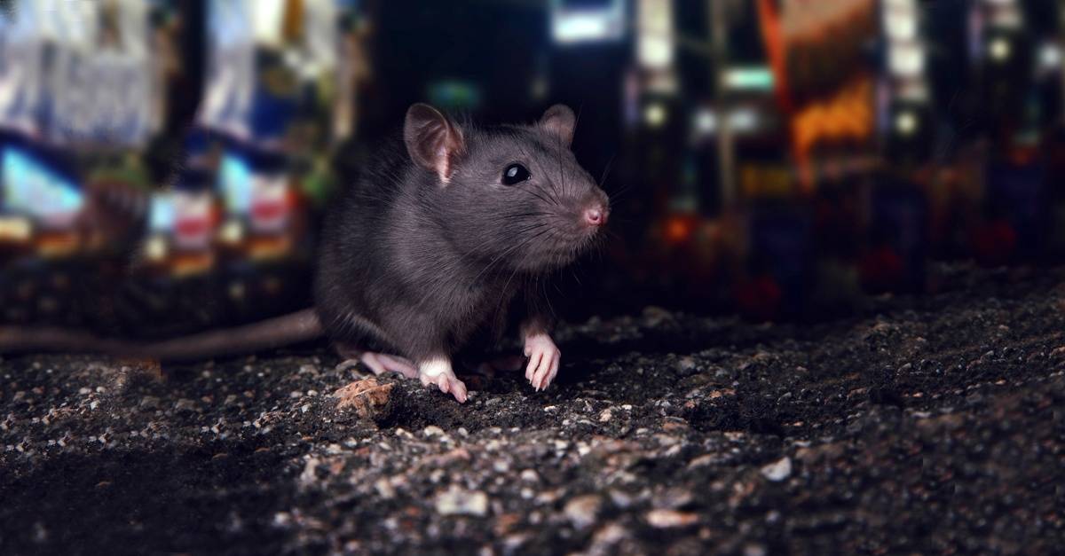 Washington DC, NYC & Chicago Overrun By Rats – Earthkind