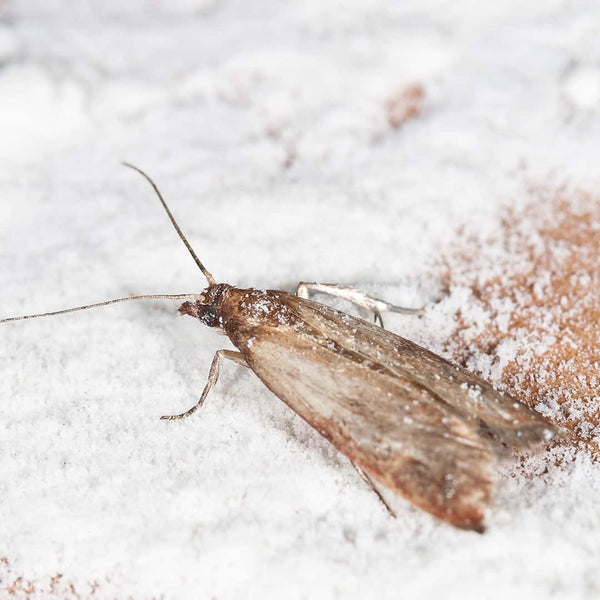 Pantry moth larvae in flour container