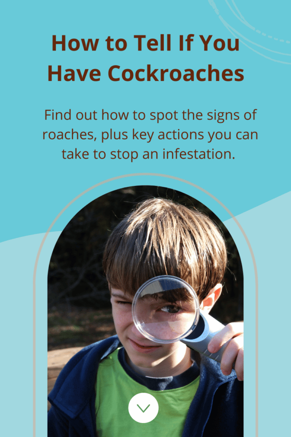 How to Tell If You Have Cockroaches in Your Home