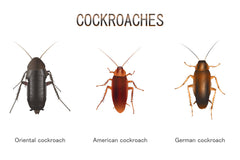 Illustration of Types of Cockroaches