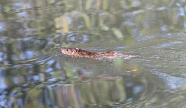 Mouse swims in the water
