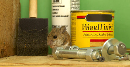 How to Get Rid of Mice in Your Garage