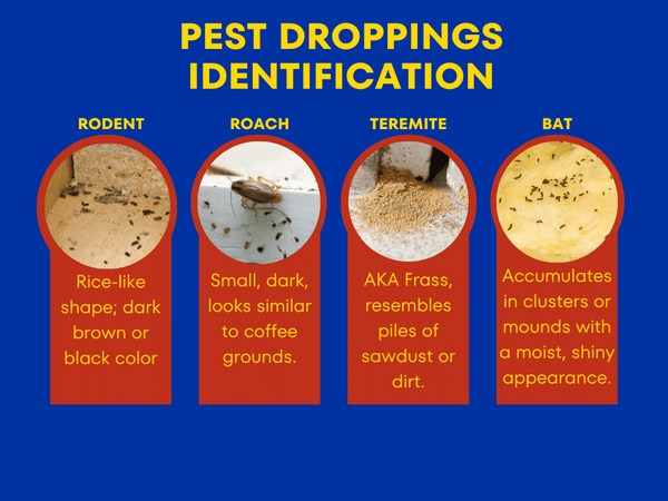 Pest Droppings Identification Chart
