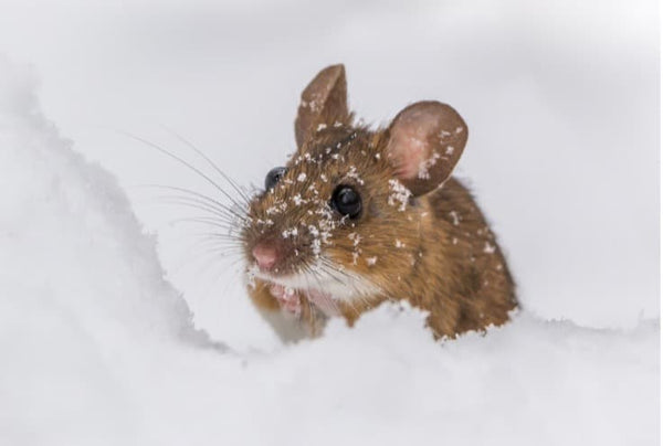 Mouse in snow