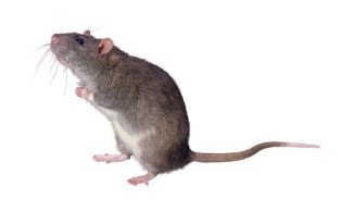Blogger Review:  Fort Mill Family Says ‘Get Out, Pests!’