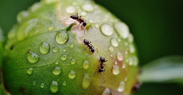 ants