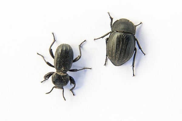 What Do Beetles Eat Around Your Home & Outside?