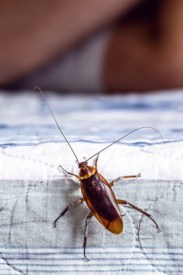 Are Cockroaches Dangerous & What Diseases Do They Carry?