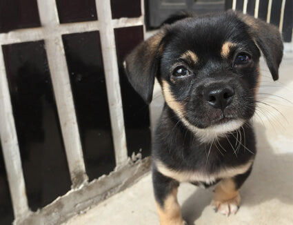 5 Tips to Control Rodents In Dog Kennels & Pet Food Storage Areas