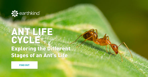 Ant Life Cycle – Exploring the Different Stages