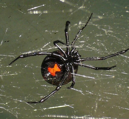 Black Widow Control and Prevention