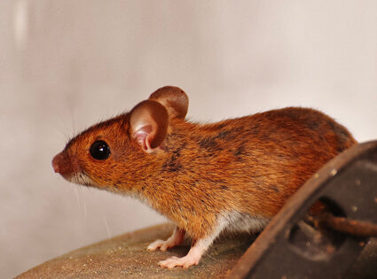 Where Mice Can Climb, Jump & Fit in a Home