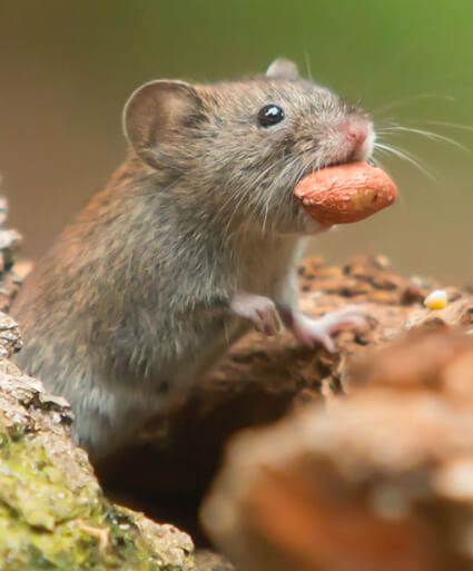 How to Get Rid of Mice and Prevent Hantavirus