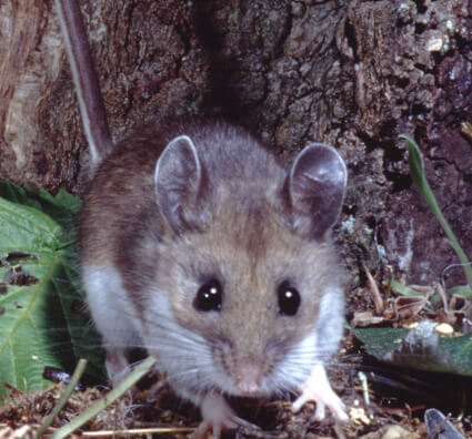 Hantavirus: A Potentially Fatal Disease Spread by Mice