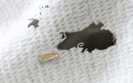 Pest of the Month – Clothes Moths. Don’t Let Them Wreck Your Wardrobe.