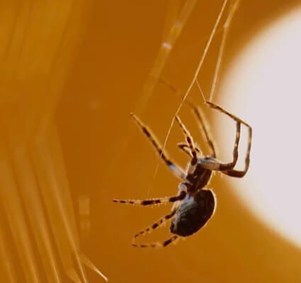 What are Spiders Scared Of – Help Keep Them Outside