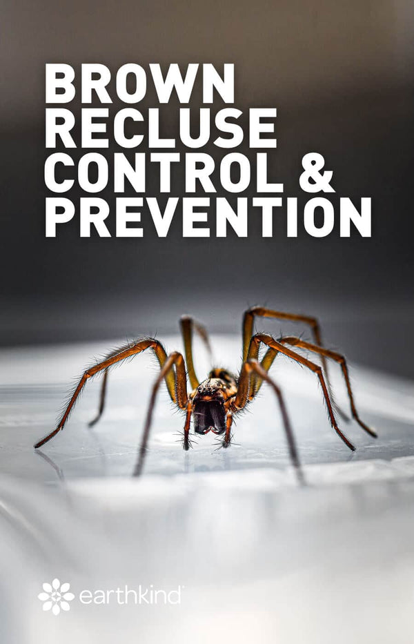 Brown Recluse Facts and Prevention