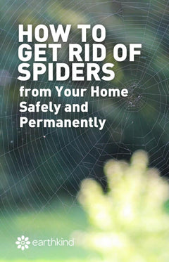 How to Get Rid of Spiders – Natural Solutions & Home Remedies