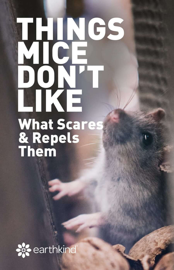 What Repels Mice? Scents, Sounds & Other Things They Hate