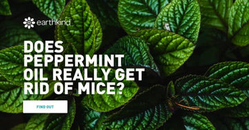 Does Mint Get Rid Of Mice