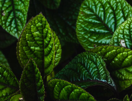 Does Peppermint Oil Repel Mice?