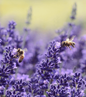 Power to the Pollinators: Kari Warberg Block Advocates for Worldwide Pollinator Protection