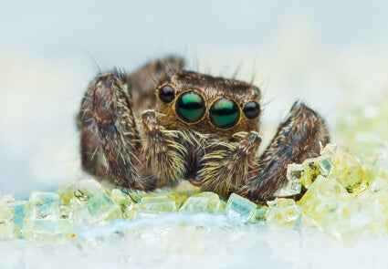 Close-up of a spider