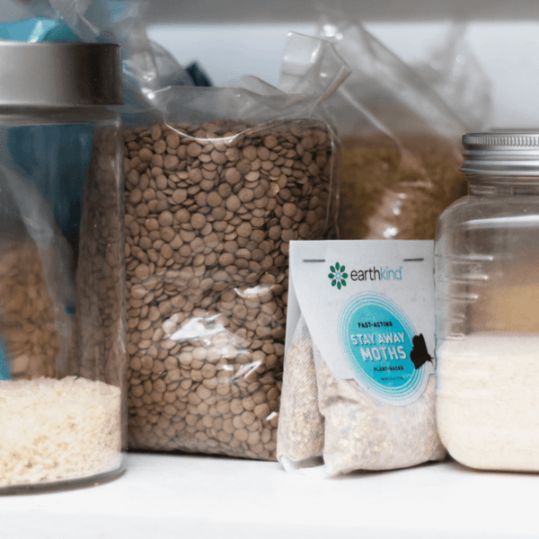 Pantry Moth Infestations – What You Need to Know