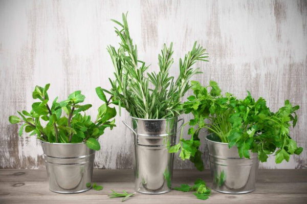 Botanical herbs arranged in small buckets for table decor
