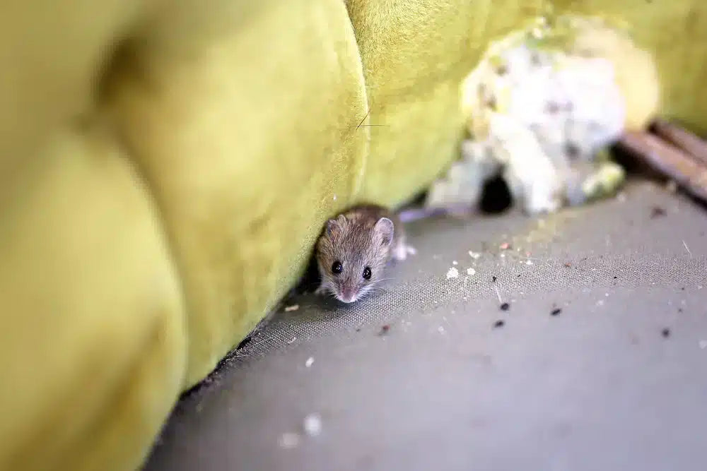 How to Spot and Stop Mice in Your Storage Spaces | EarthKind – Earthkind