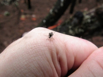 Stay Away® Mosquitoes Review:  Fort Mill Family Blog