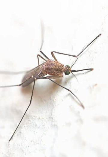 Why Bigger Mosquitoes are Showing Up After Hurricanes