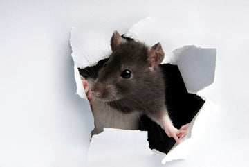 COVID-19 Restrictions Spark Abnormal Rodent Activity Nationwide, Pest Expert Weighs In