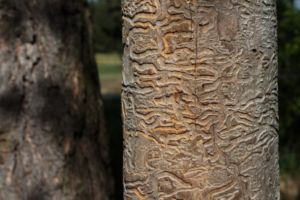 Insects That Infest Trees & How to Get Rid of Them