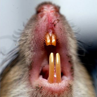 Musophobia – How to Get Over Your Fear of Rodents