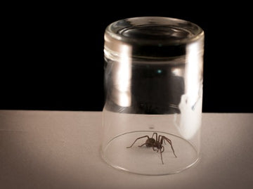 spider in cup