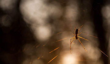 Stay Away® Spider Recommended by Momfluential