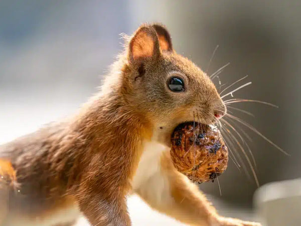 squirrel with nut