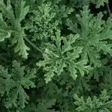 Citronella Oil