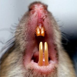 Close-up of rodent teeth