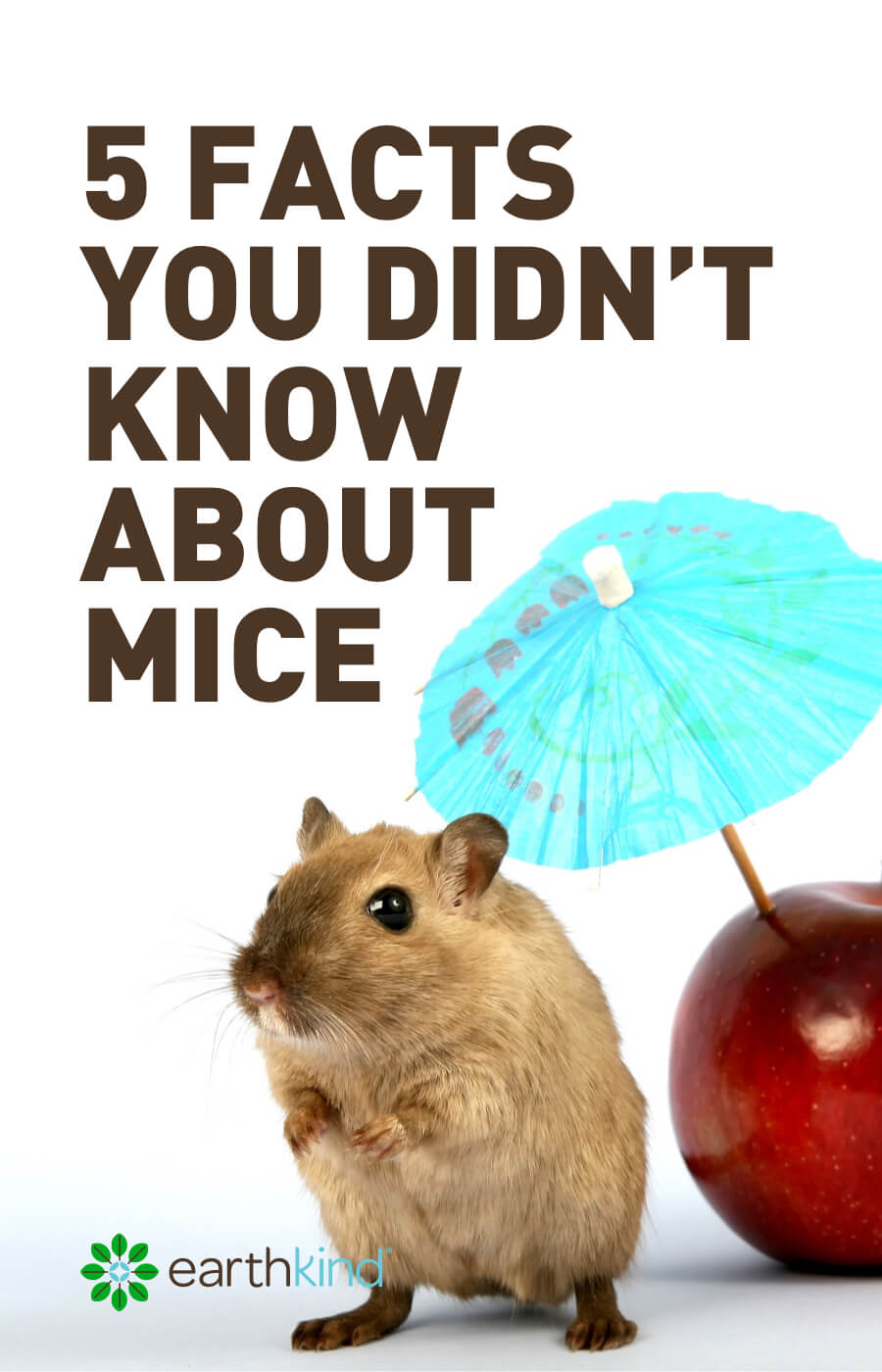 5 Fun Facts About Mice That You May Not Know, Yet!