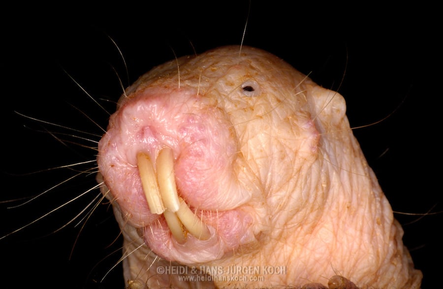 Naked Mole Rat Wins Vertebrate of the Year - Earthkind