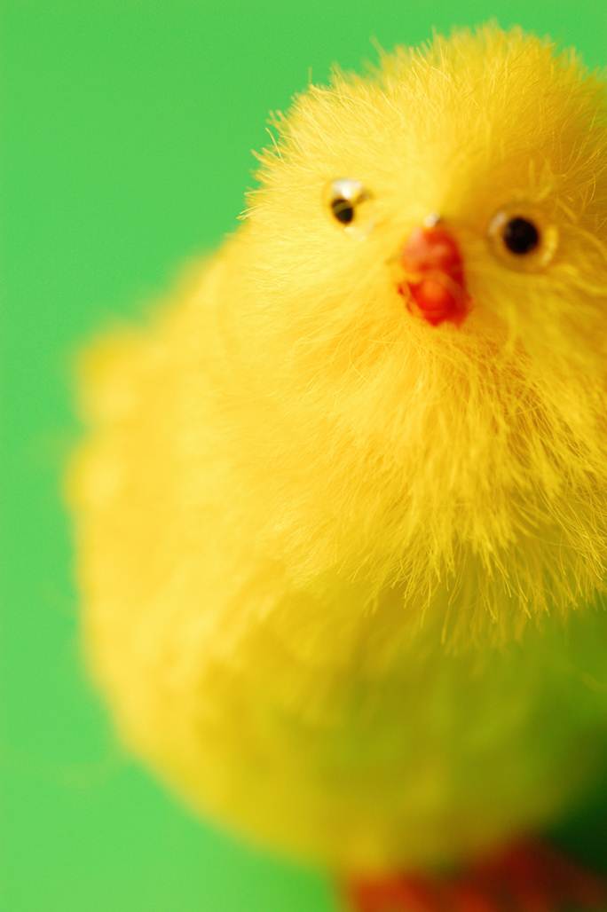 yellow_chick