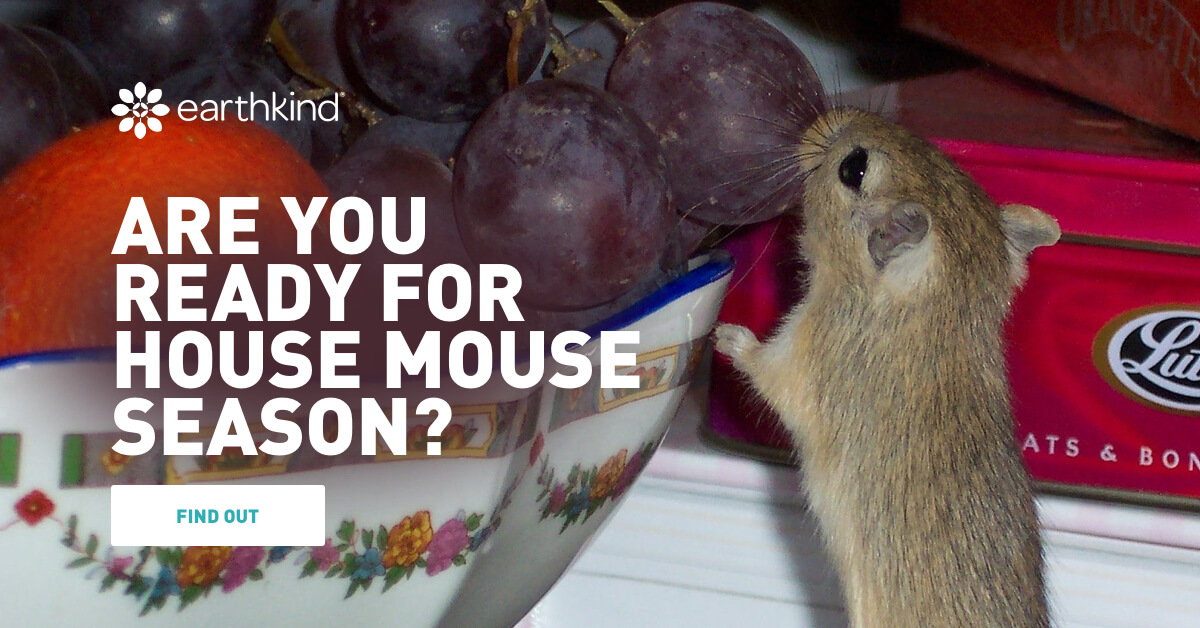 Prepare for Mouse Season When Do Rodents Come Inside?