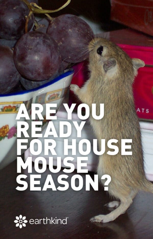 Are you ready for house mouse season?