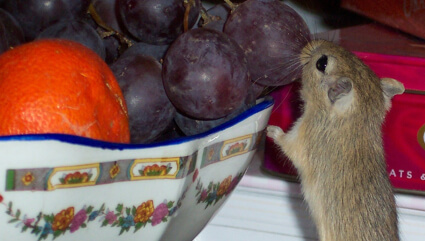 a house mouse nibbling on a grape